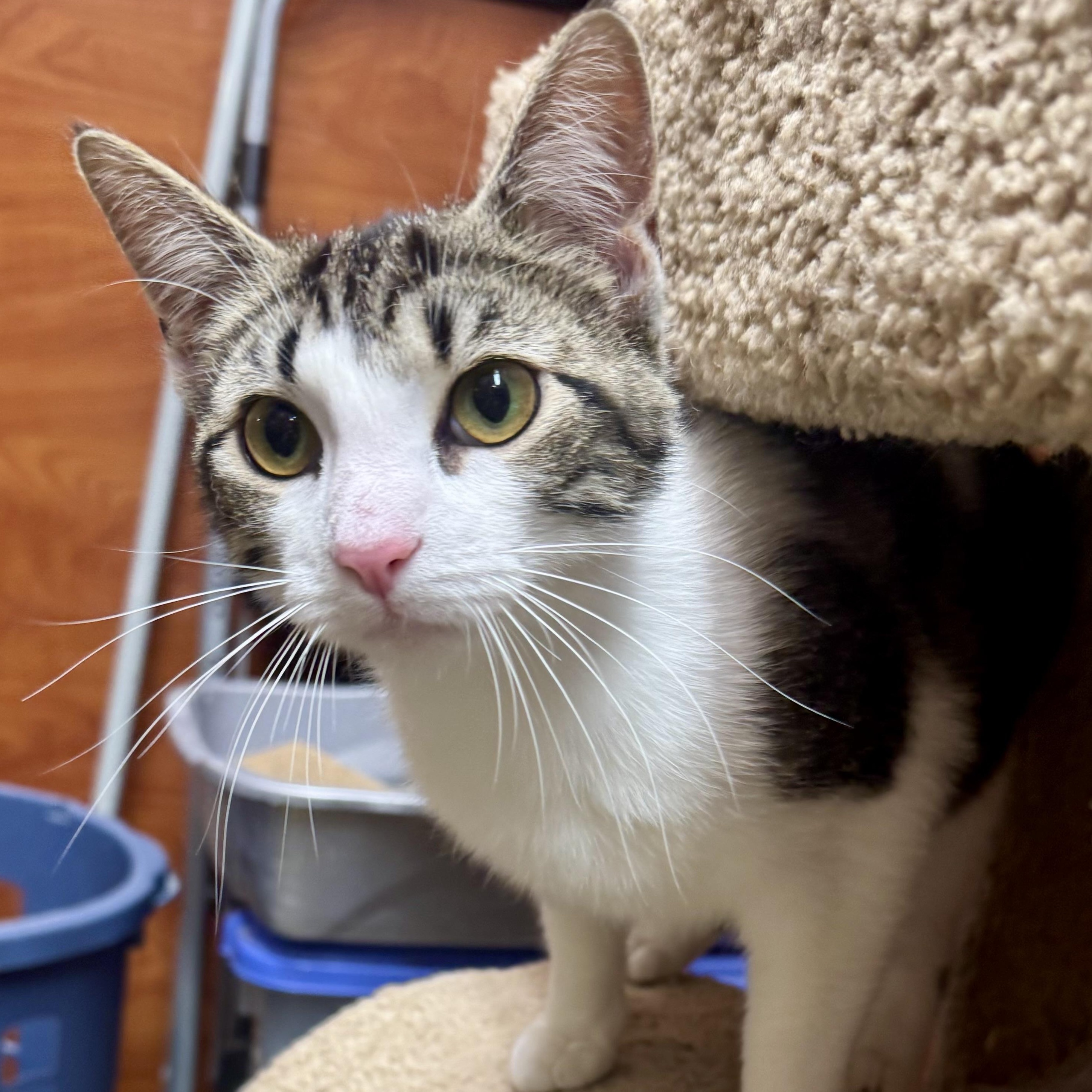 Enlarge Rowena, an adoptable Domestic Short Hair in Memphis, TN image 3/6