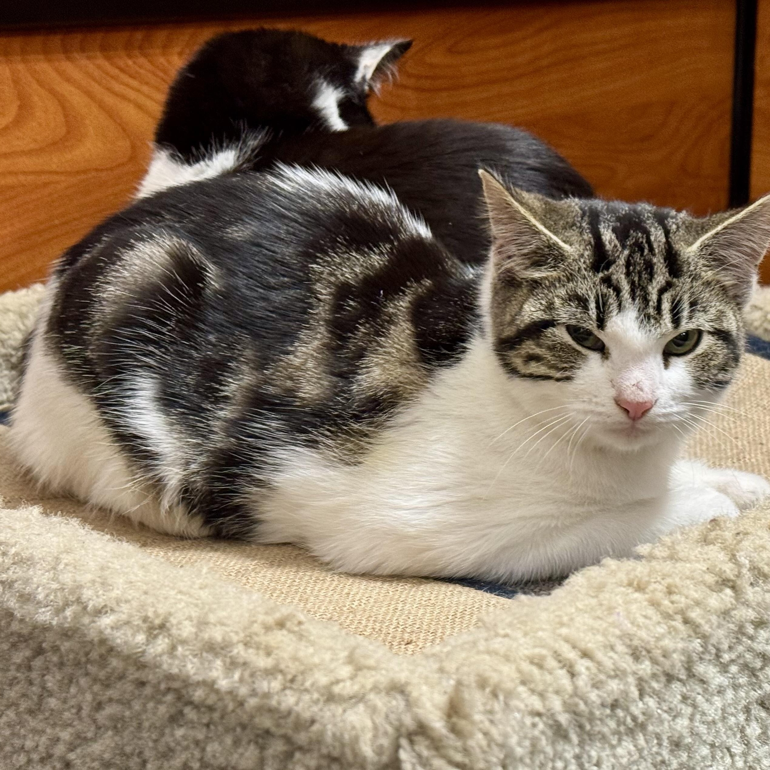 Enlarge Rowena, a Adoptable Domestic Short Hair in Memphis, TN image 3/4