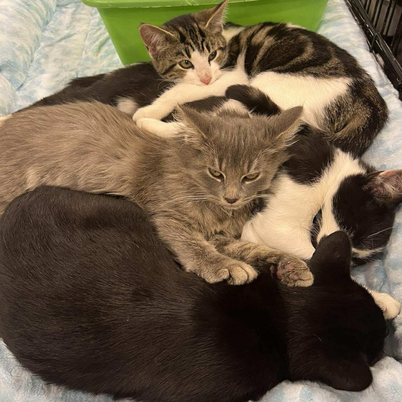 Enlarge Rowena, a Adoptable Domestic Short Hair in Memphis, TN image 4/4