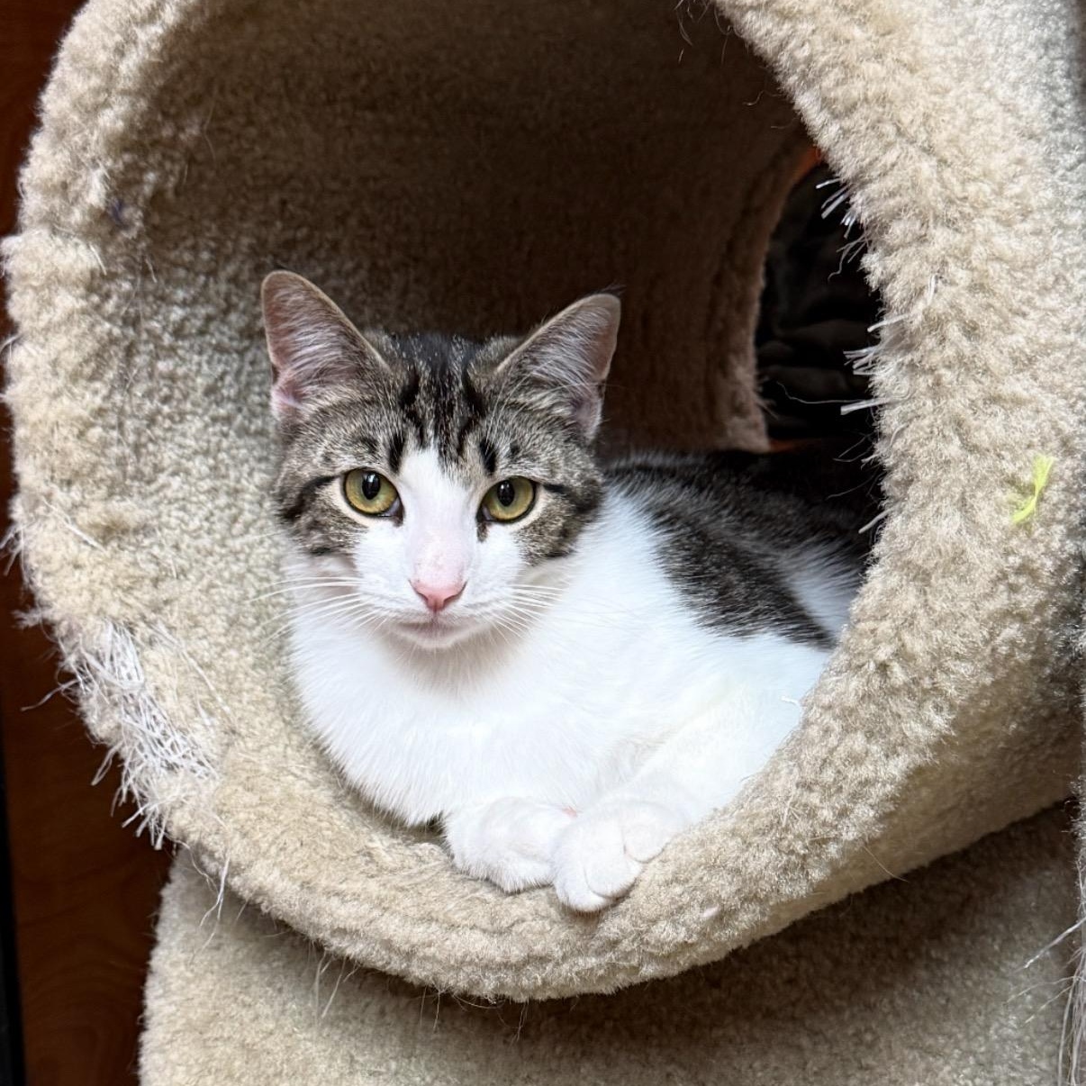 Rowena, adoptable, Young Female Domestic Short Hair.