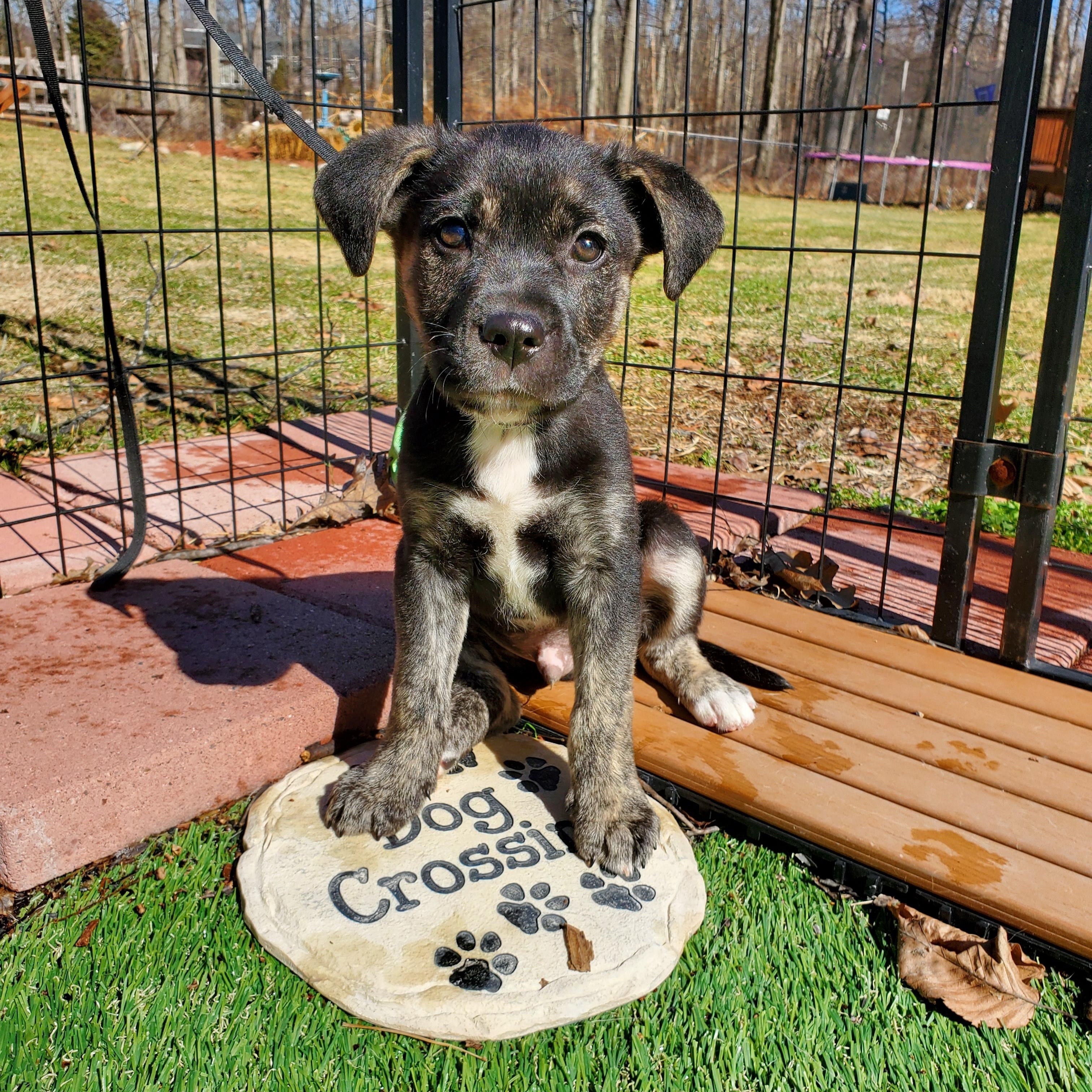 Fred, Adoptable, Puppy Male Golden Retriever & Mixed Breed.