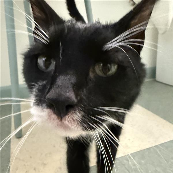 Enlarge Baby, a Adoptable Domestic Short Hair in Mount Shasta, CA image 1/4