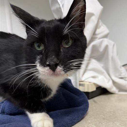 Baby, Adoptable, Senior Male Domestic Short Hair.