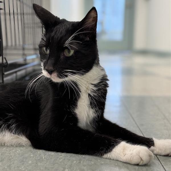 Enlarge Baby, a Adoptable Domestic Short Hair in Mount Shasta, CA image 3/4