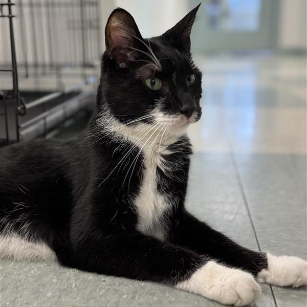 Enlarge Baby, a Adoptable Domestic Short Hair in Mount Shasta, CA image 4/4