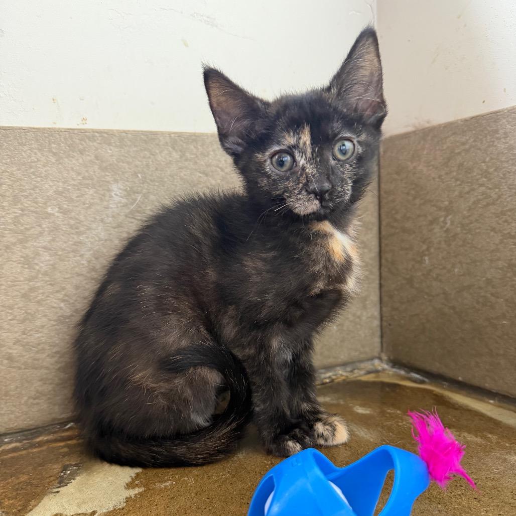 Enlarge Corduroy, a Adoptable Domestic Short Hair in Green Bay, WI image 1/5