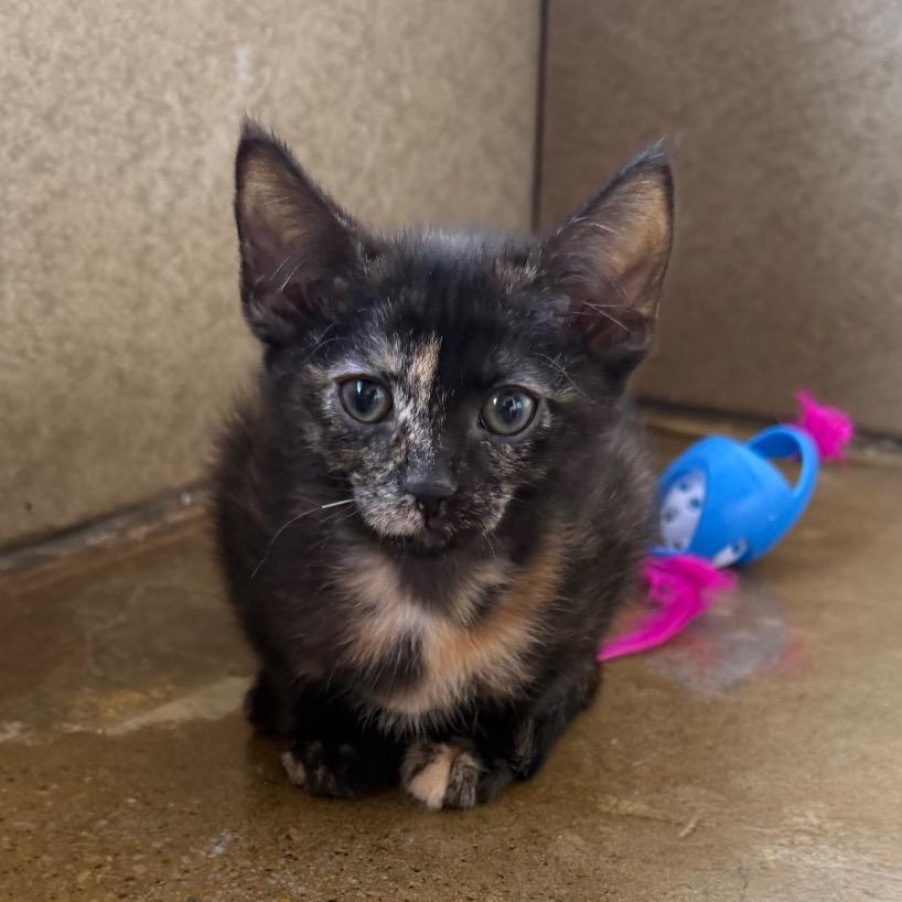 Enlarge Corduroy, a Adoptable Domestic Short Hair in Green Bay, WI image 2/5