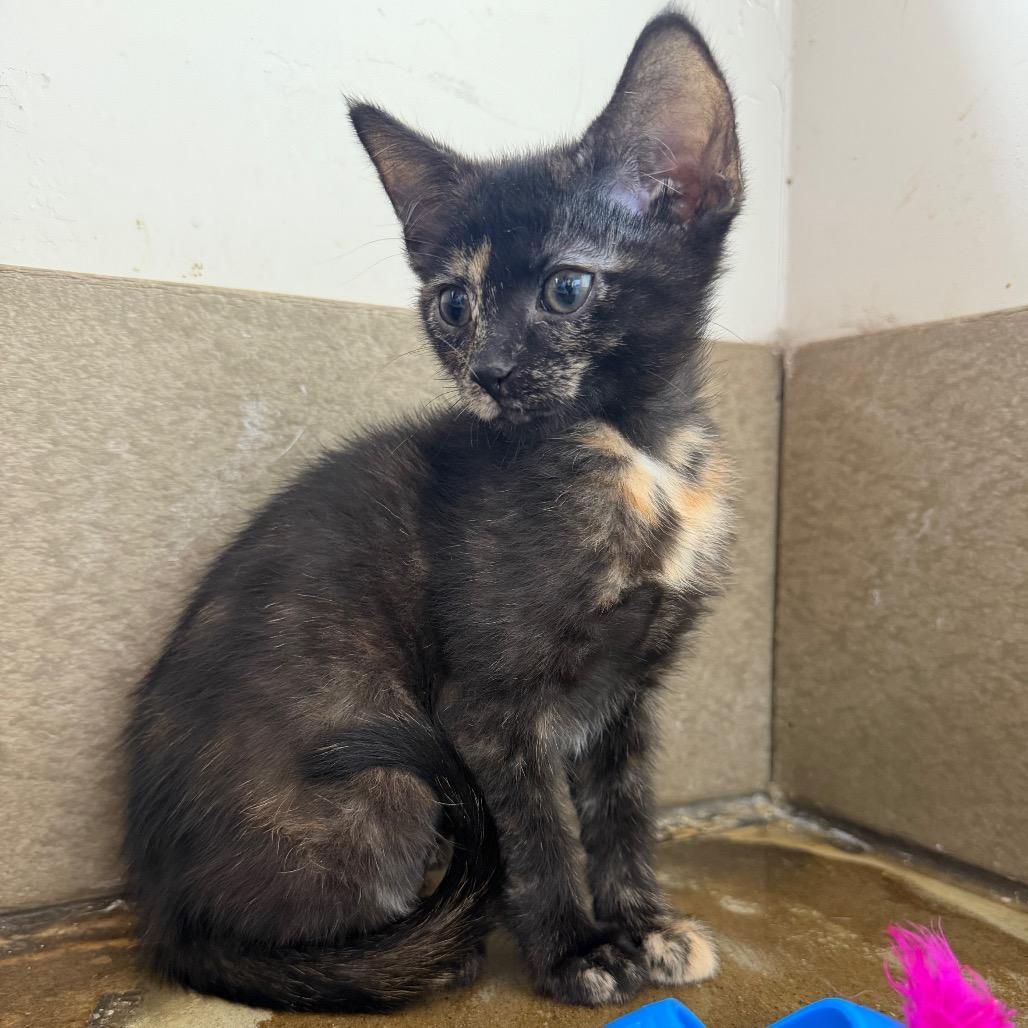 Enlarge Corduroy, a Adoptable Domestic Short Hair in Green Bay, WI image 3/5