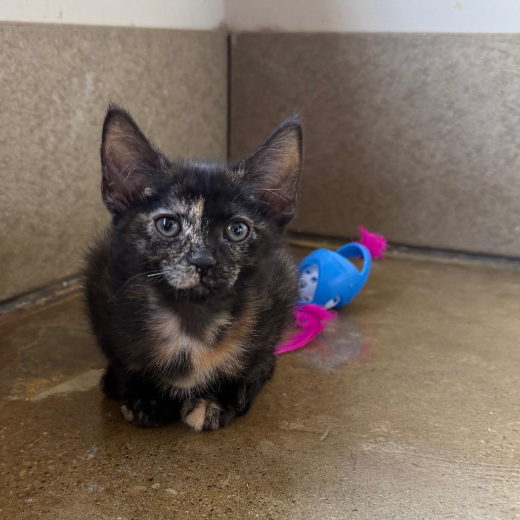 Enlarge Corduroy, a Adoptable Domestic Short Hair in Green Bay, WI image 4/5