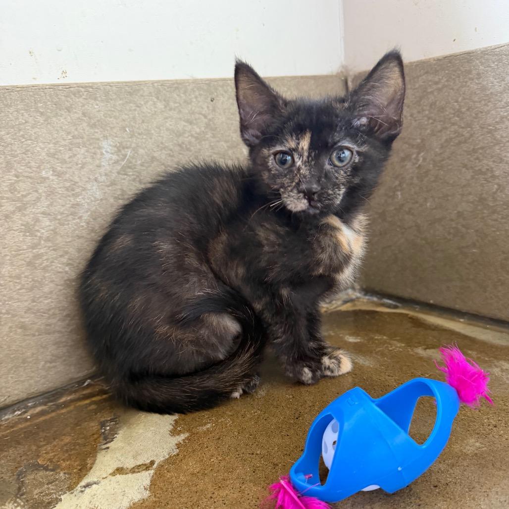 Enlarge Corduroy, a Adoptable Domestic Short Hair in Green Bay, WI image 5/5