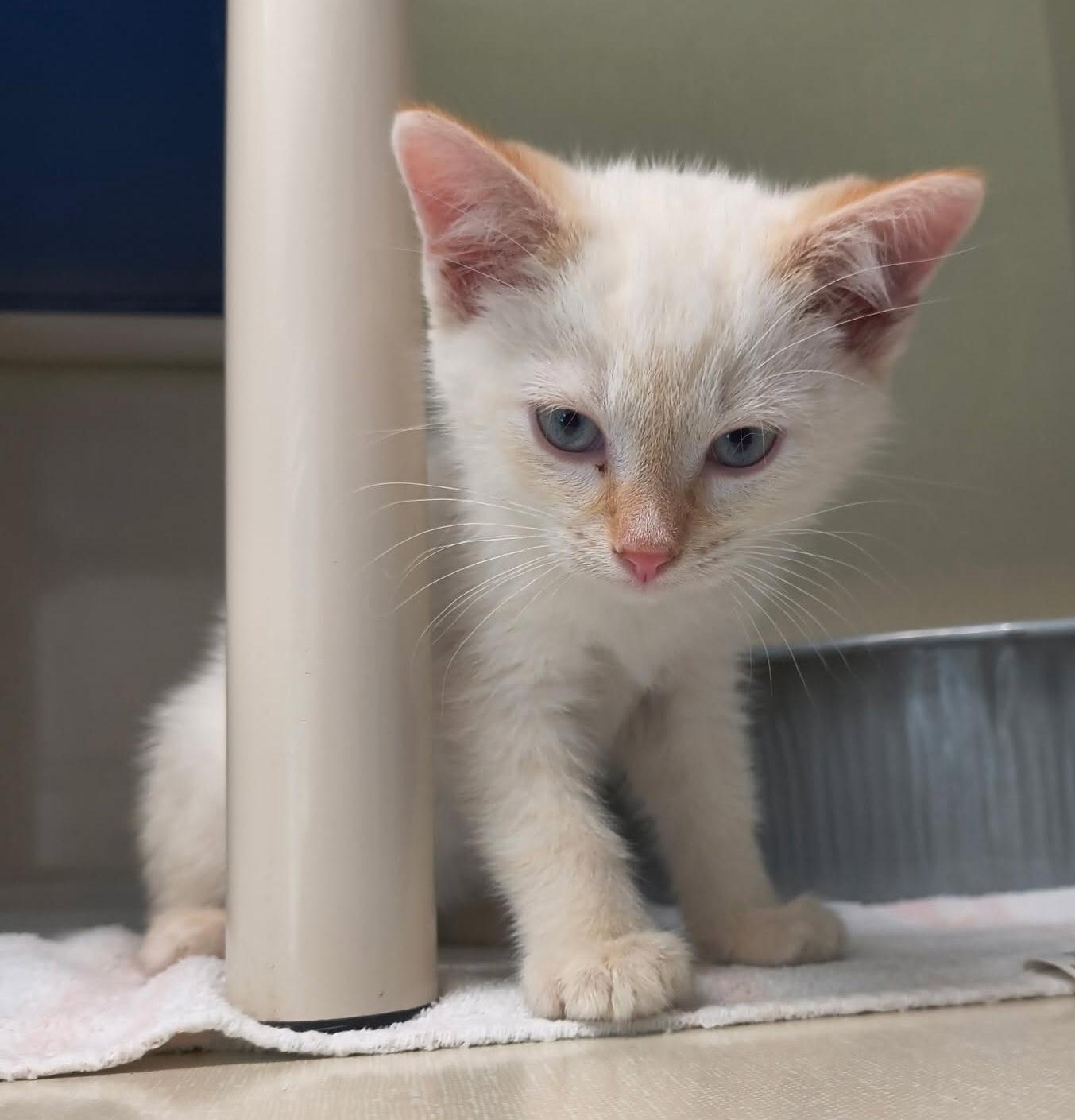 Shepherd, Adopted, Kitten Male Domestic Short Hair.