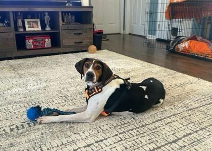 Jesse, Adoptable, Adult Female Mixed Breed & Mixed Breed.