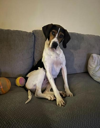 Enlarge Jesse, a Adoptable mixed breed in Sevierville, TN image 2/3