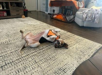 Enlarge Jesse, a Adoptable mixed breed in Sevierville, TN image 3/3