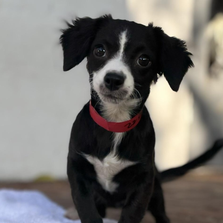 Pam, adopted, Puppy Female Spaniel & Terrier.