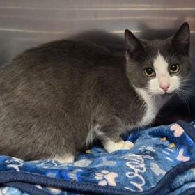 Enlarge Storm, a ADOPTABLE Domestic Short Hair in Worcester, MA image 1/1