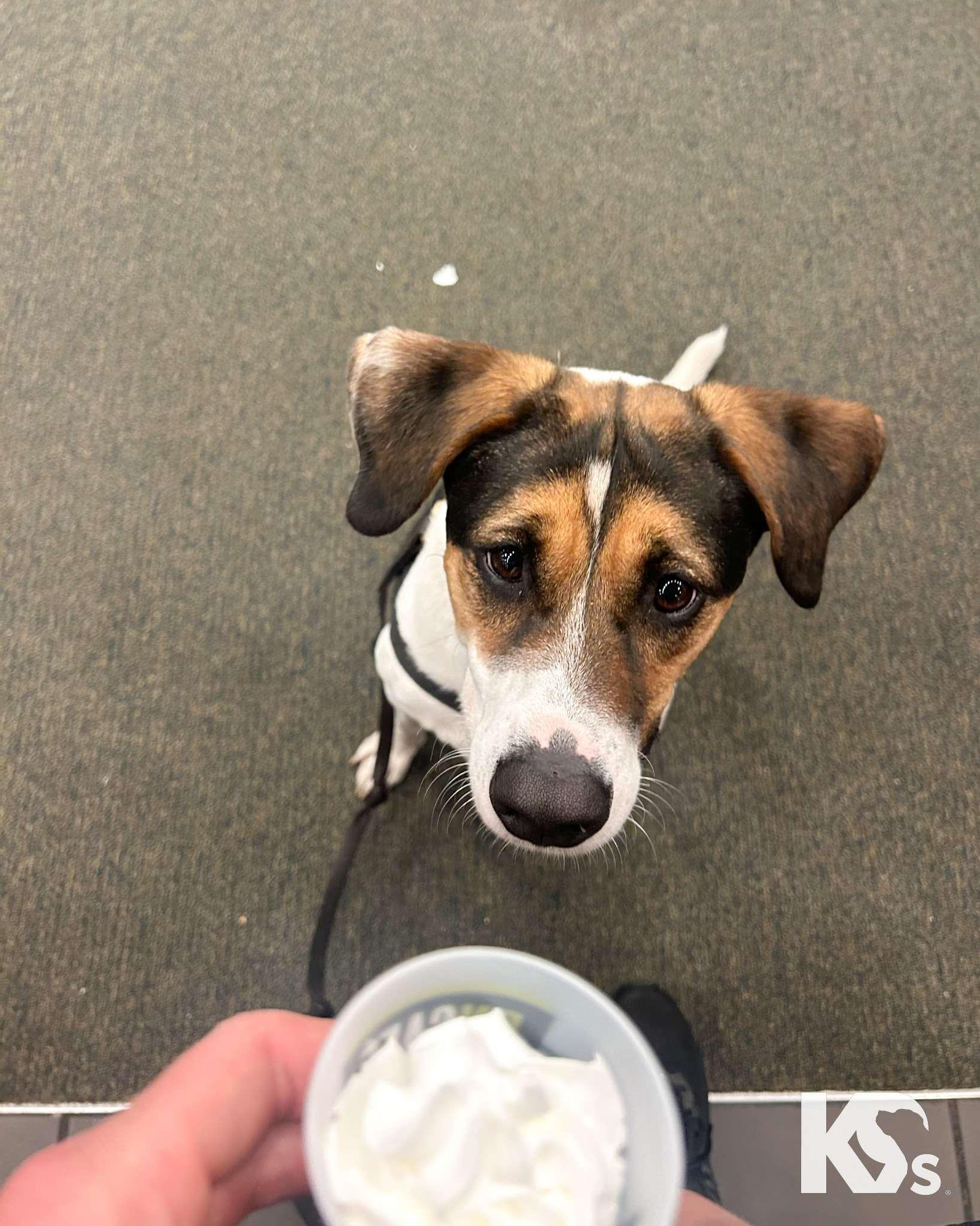 Enlarge Isaac, a Adoptable mixed breed in Ponte Vedra, FL image 5/6