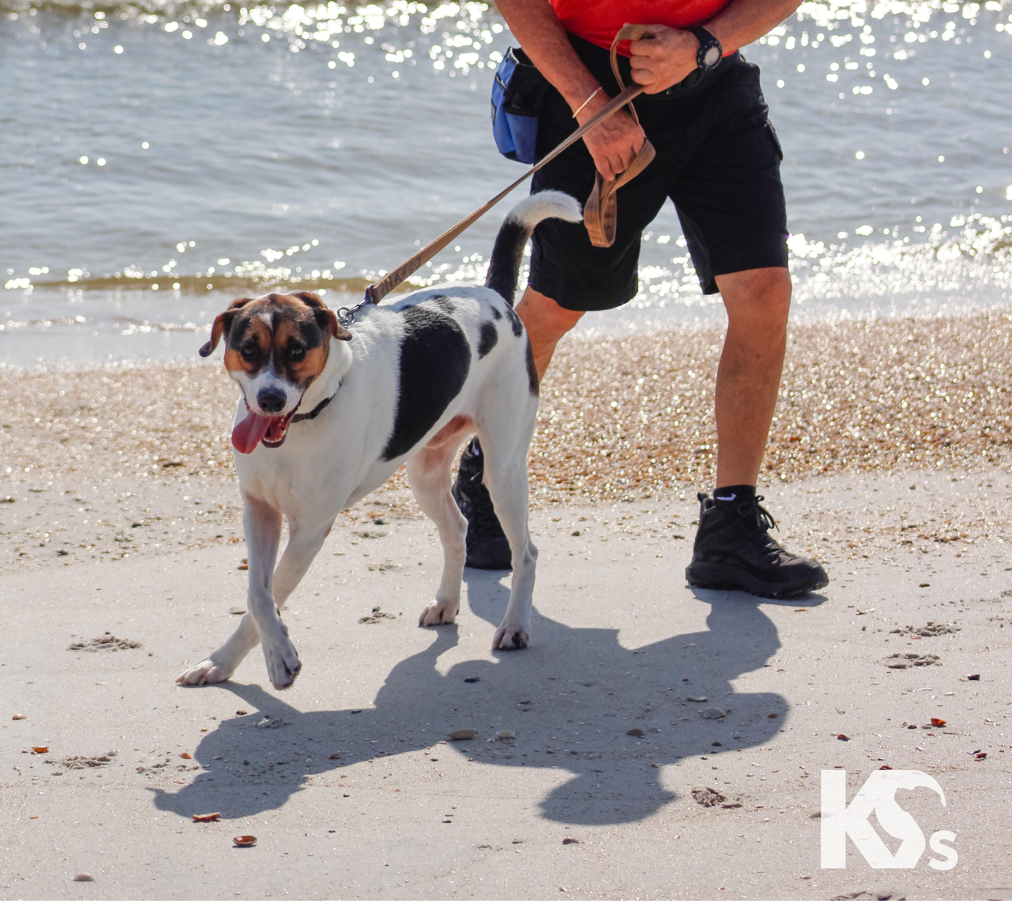 Enlarge Isaac, a Adoptable mixed breed in Ponte Vedra, FL image 6/6