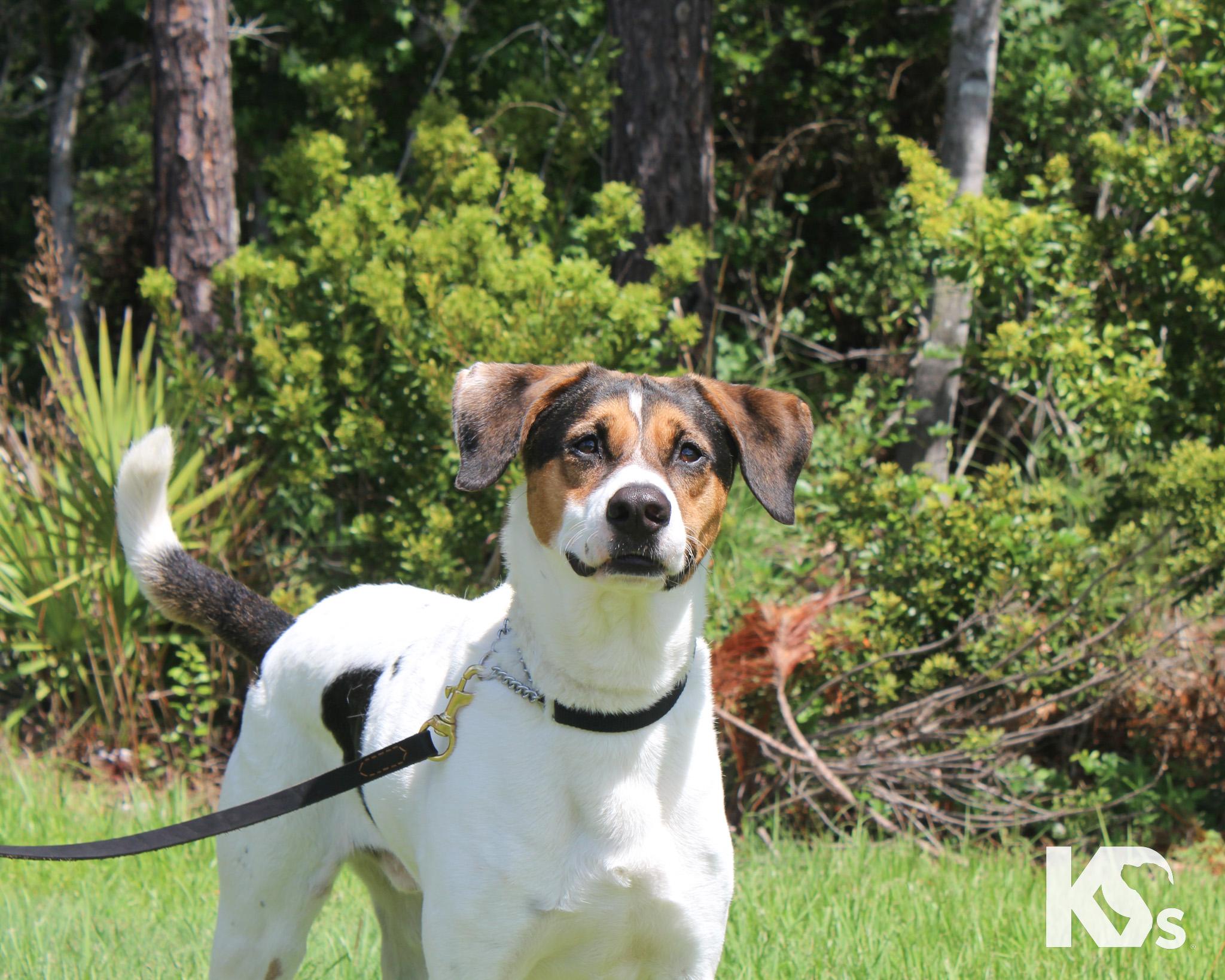 Isaac, an adoptable mixed breed in Ponte Vedra, FL image 3/5