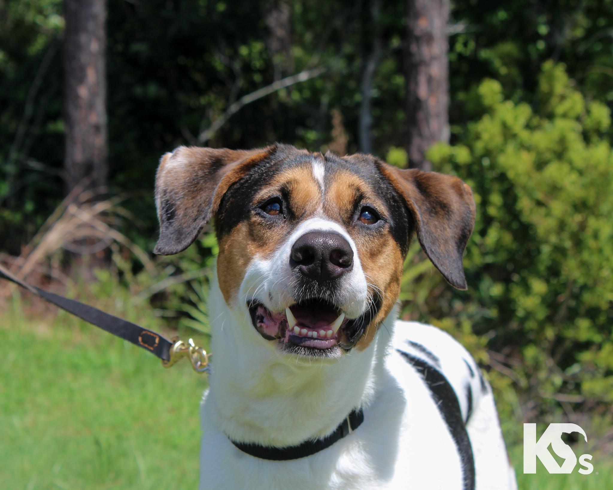 Isaac, adoptable, Adult Male Coonhound & Beagle.