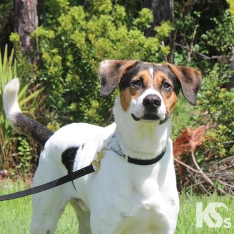 Isaac, Adoptable, Adult Male Coonhound & Beagle.