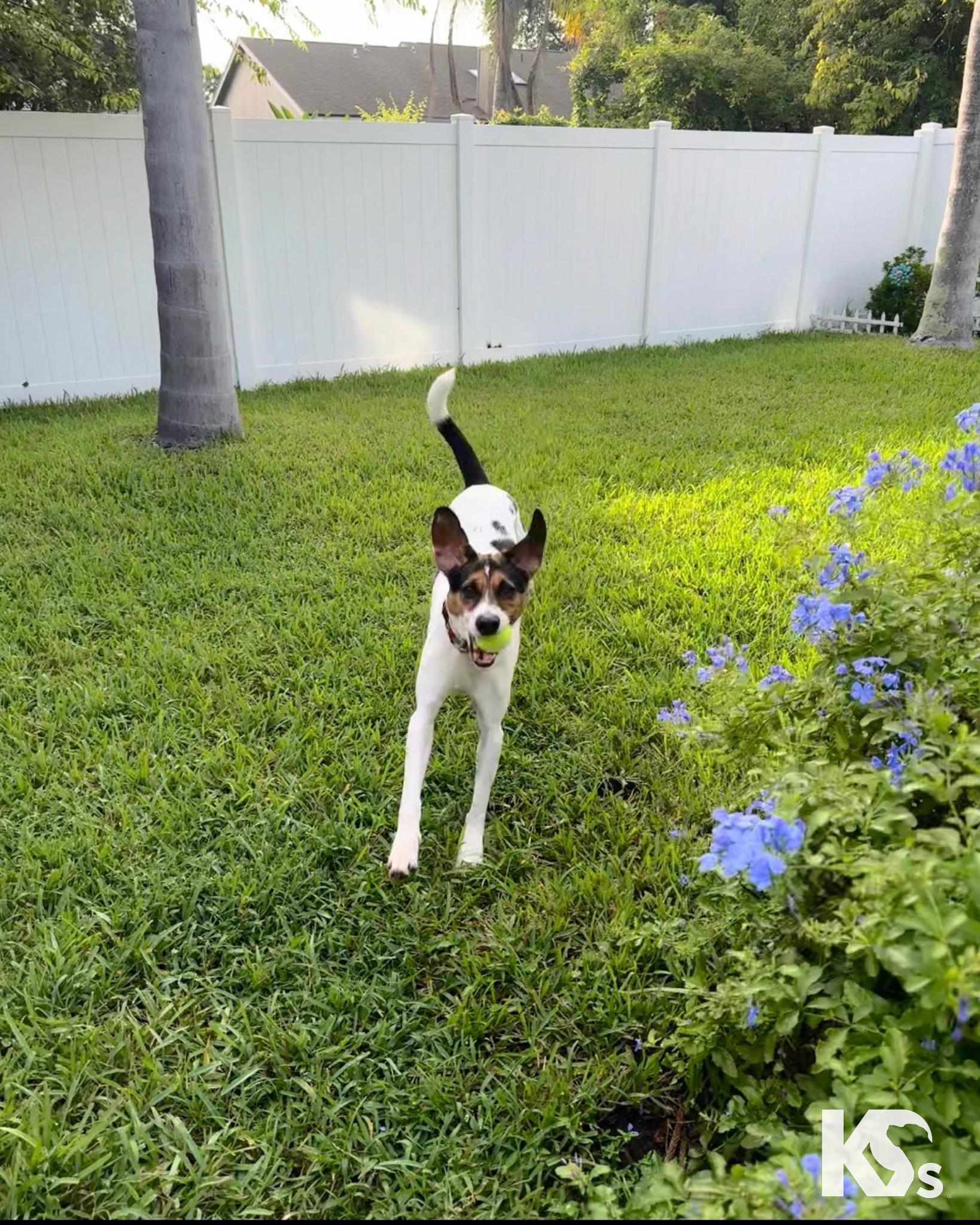 Enlarge Isaac, a Adoptable mixed breed in Ponte Vedra, FL image 3/6