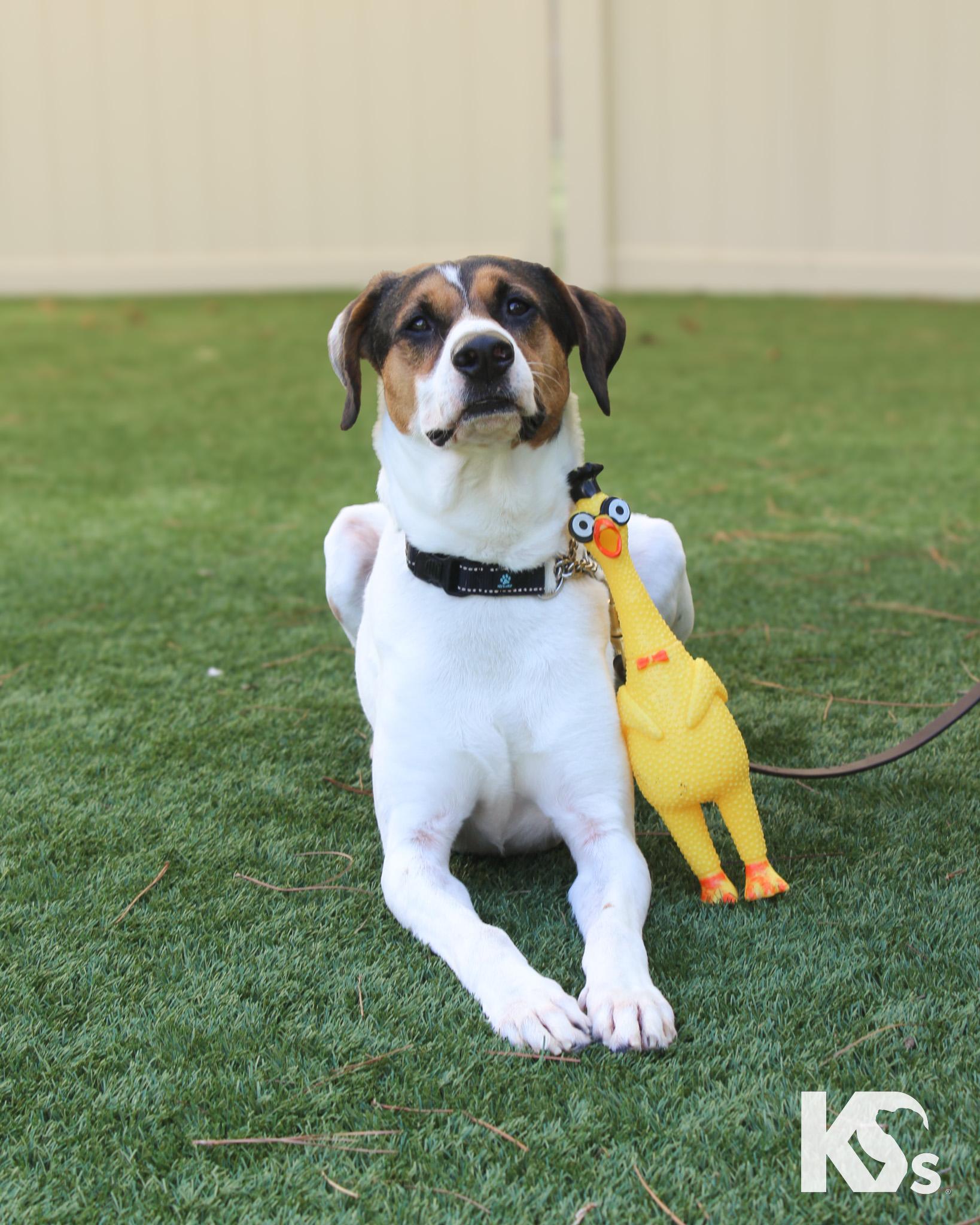 Isaac, an adoptable mixed breed in Ponte Vedra, FL image 5/5