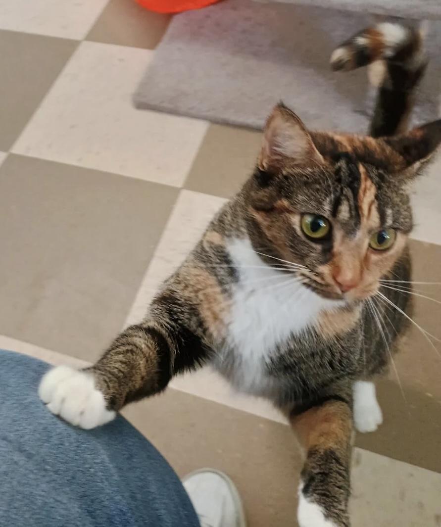 Sox