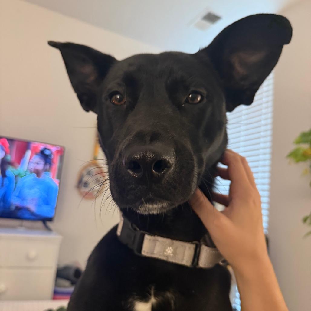 Zora, Adoptable, Adult Female Shepherd.