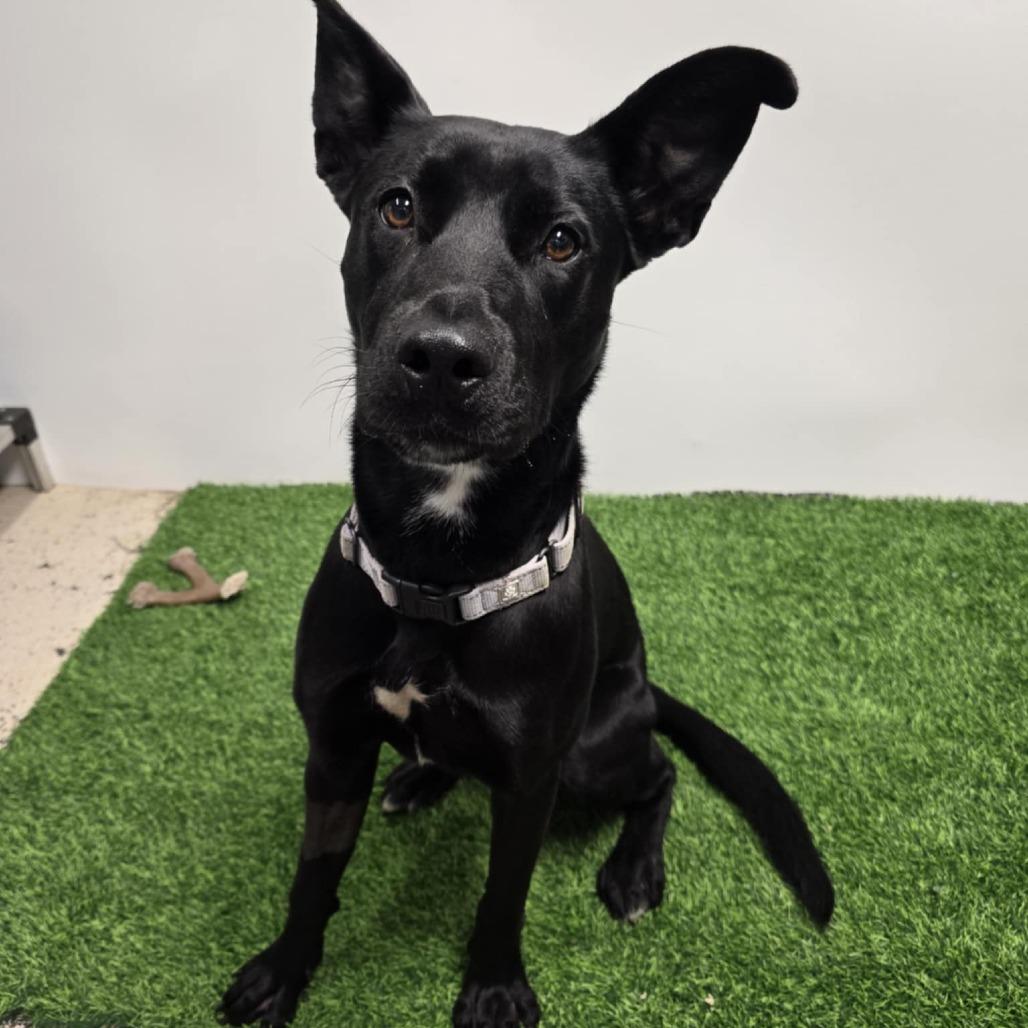 Enlarge Zora, a Adoptable Shepherd in Columbia, MO image 2/6