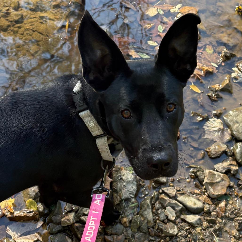 Enlarge Zora, a Adoptable Shepherd in Columbia, MO image 3/6
