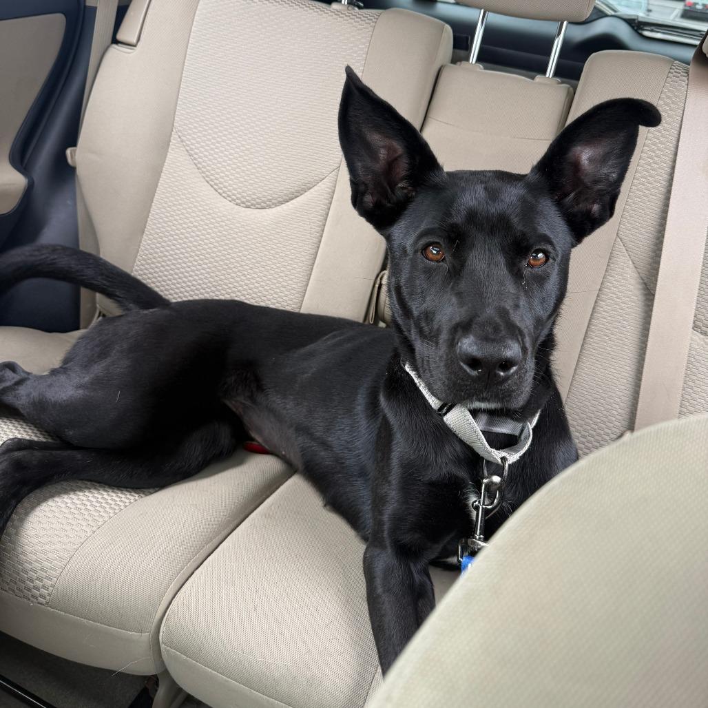 Enlarge Zora, a Adoptable Shepherd in Columbia, MO image 4/6