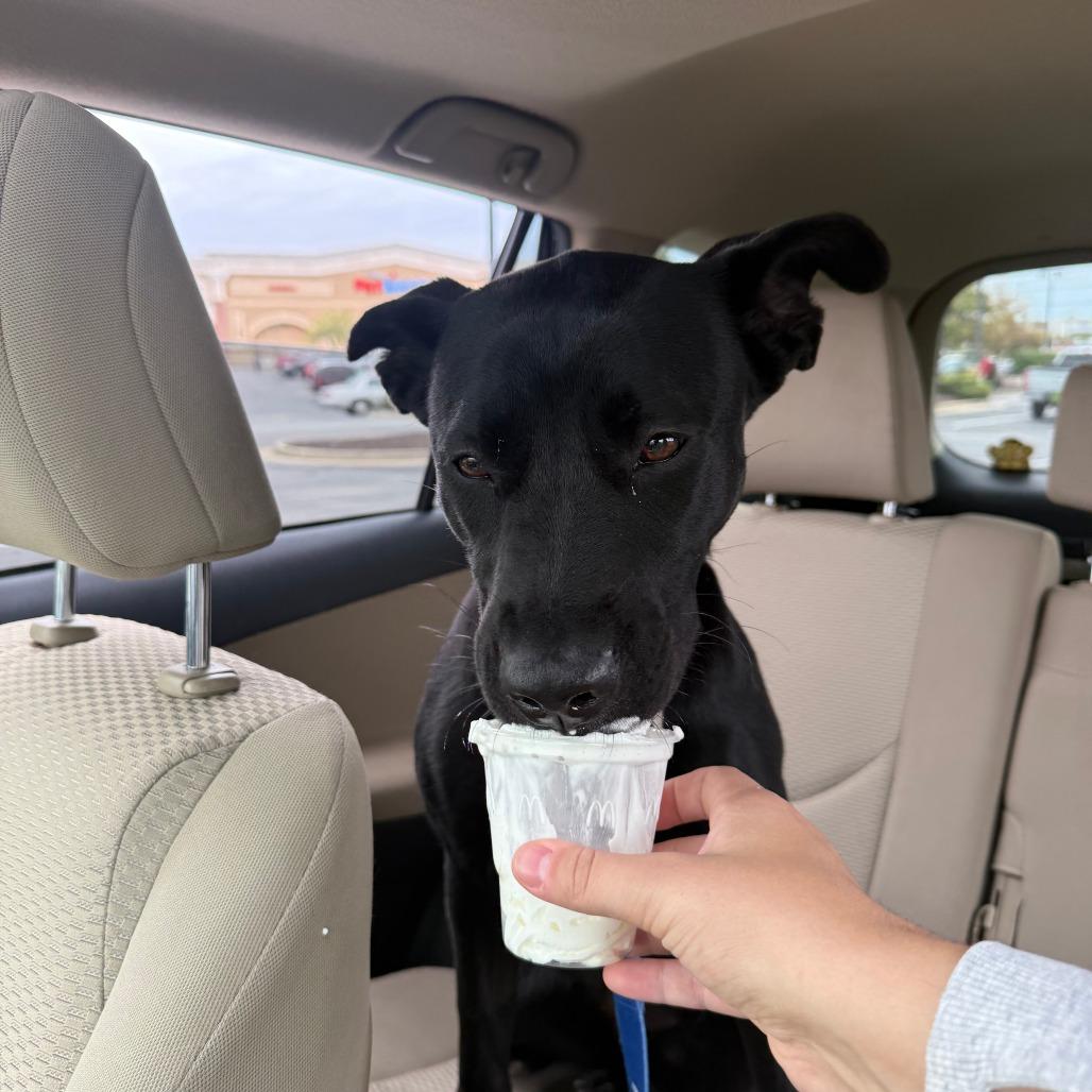 Enlarge Zora, a Adoptable Shepherd in Columbia, MO image 5/6