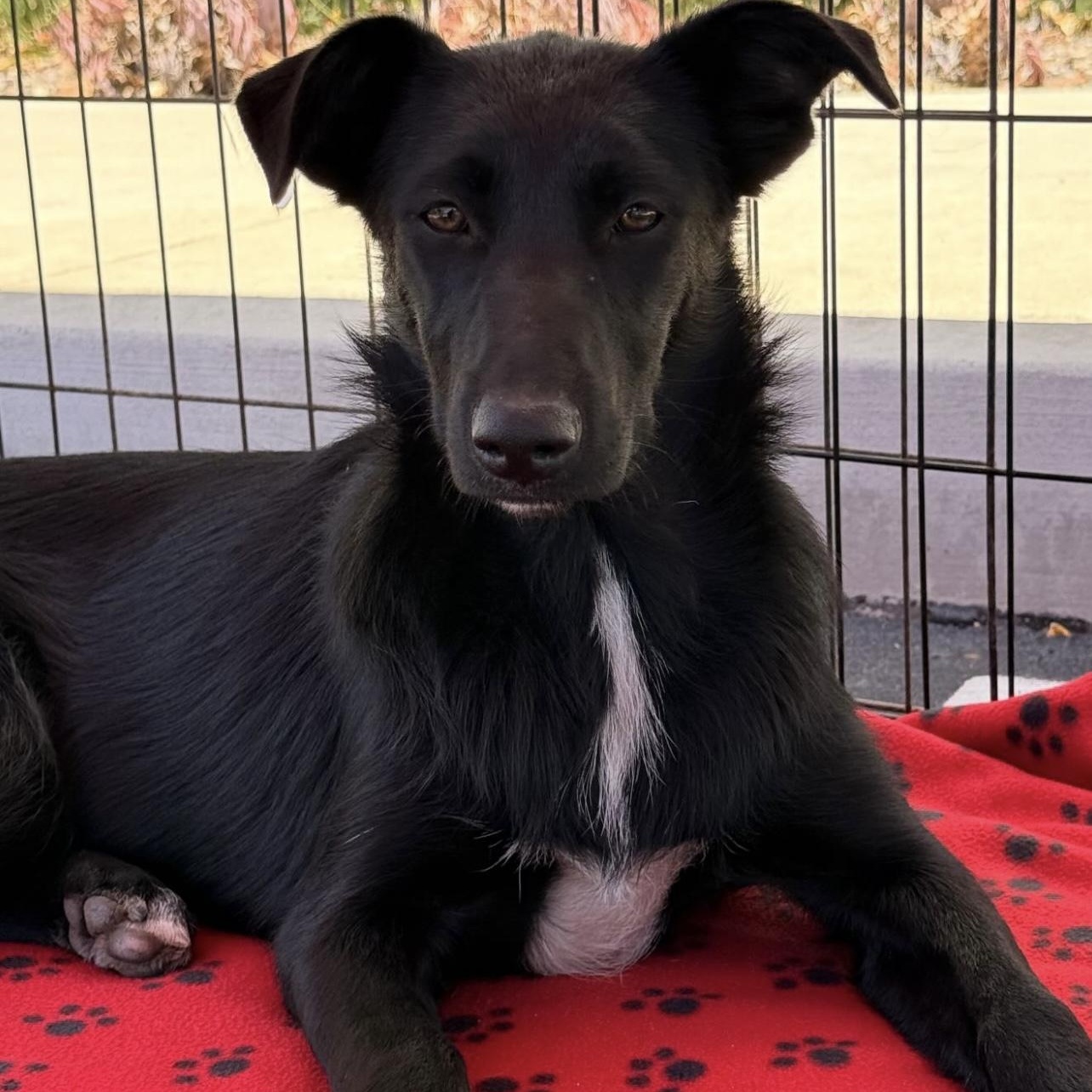 Tillie, Adoptable, Puppy Female Border Collie & Labrador Retriever.