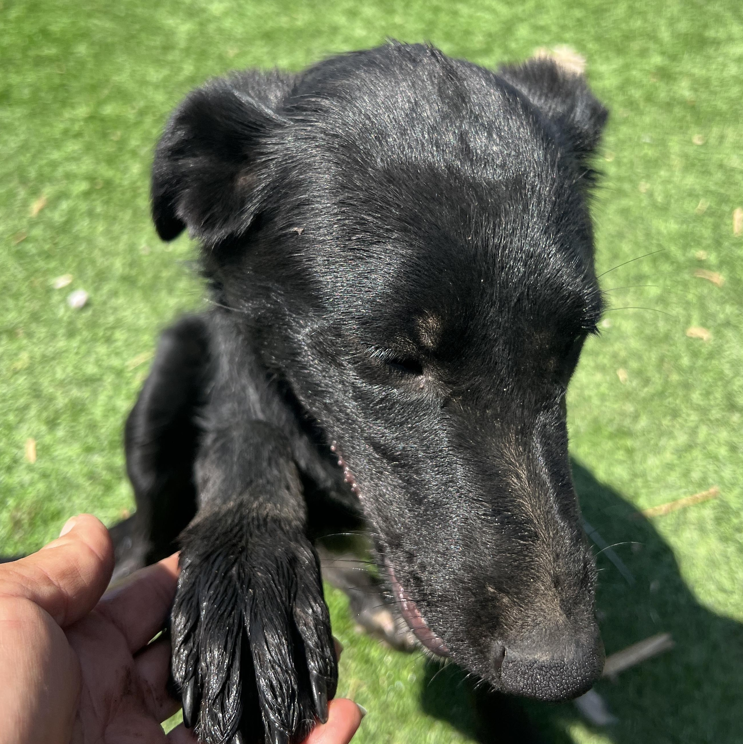 Enlarge Tillie, a Adoptable mixed breed in Denver, CO image 2/4