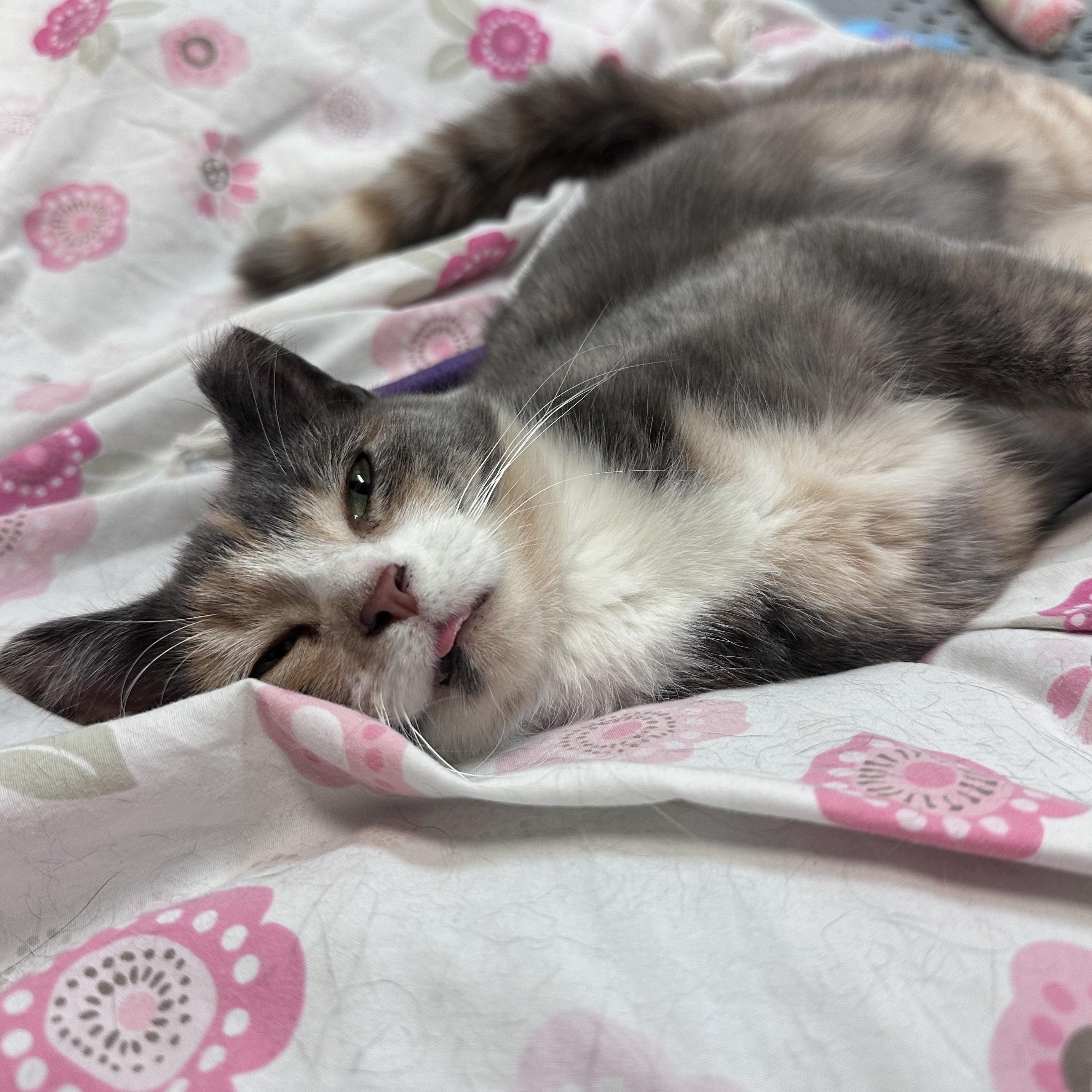 April, an adopted Domestic Short Hair in East Northport, NY image 2/3