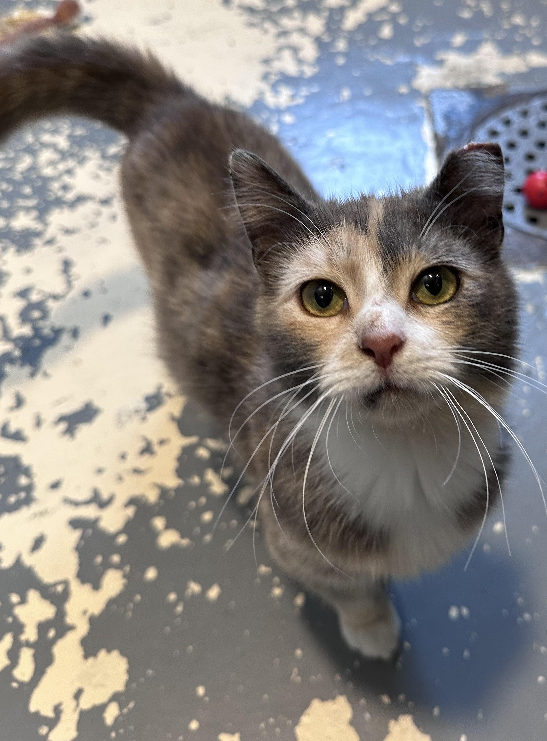 April, an adopted Domestic Short Hair in East Northport, NY image 1/3