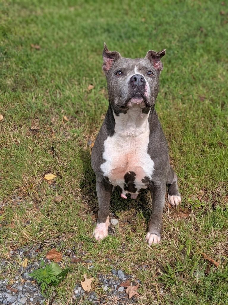 Chunk, Adoptable, Senior Male Pit Bull Terrier.