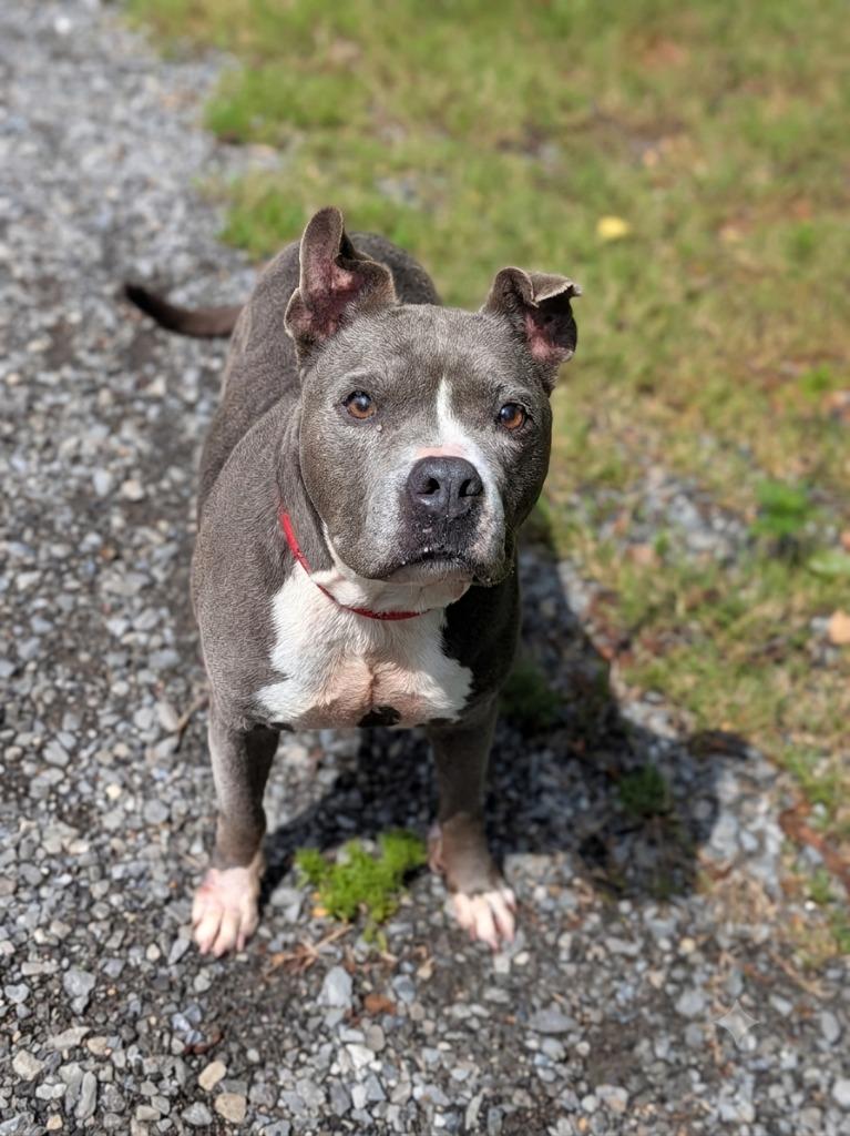 Chunk, a Adoptable Pit Bull Terrier in Springfield, TN image 2/3