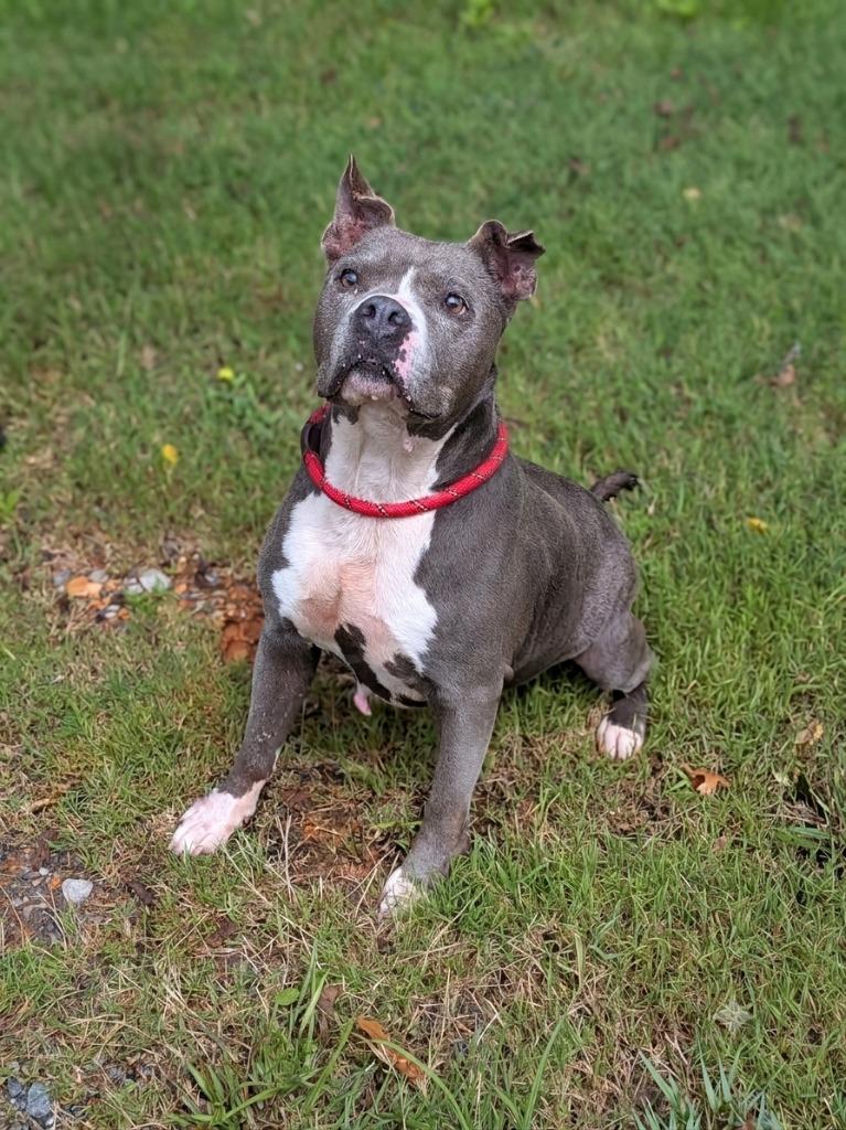 Chunk, a Adoptable Pit Bull Terrier in Springfield, TN image 3/3
