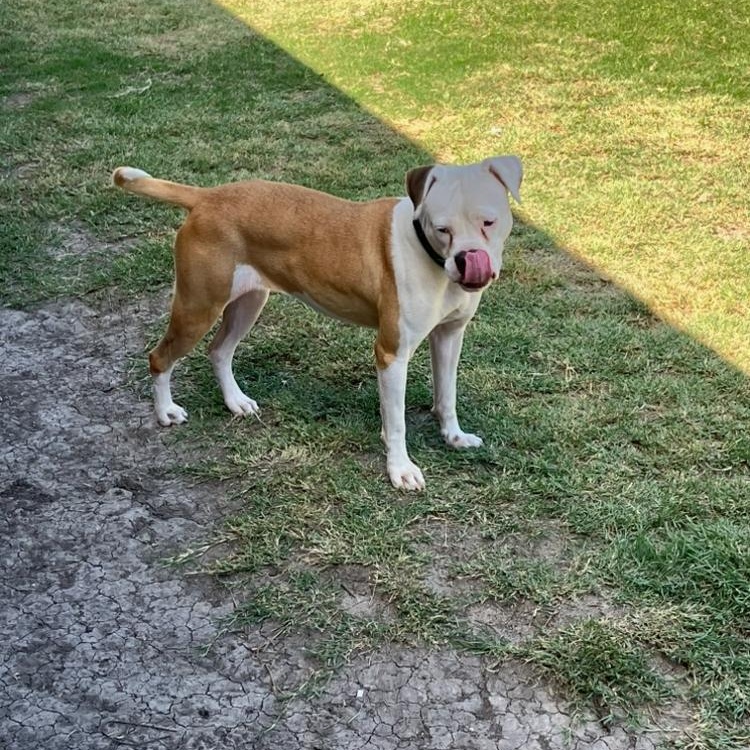 Enlarge Daisy Mae, a Adoptable mixed breed in Kennewick, WA image 5/6