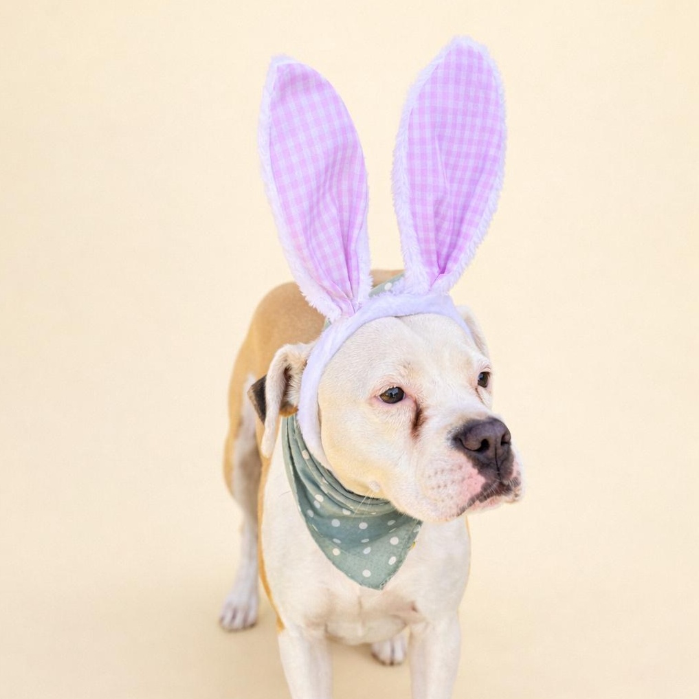 Enlarge Daisy Mae, a Adoptable mixed breed in Kennewick, WA image 3/6