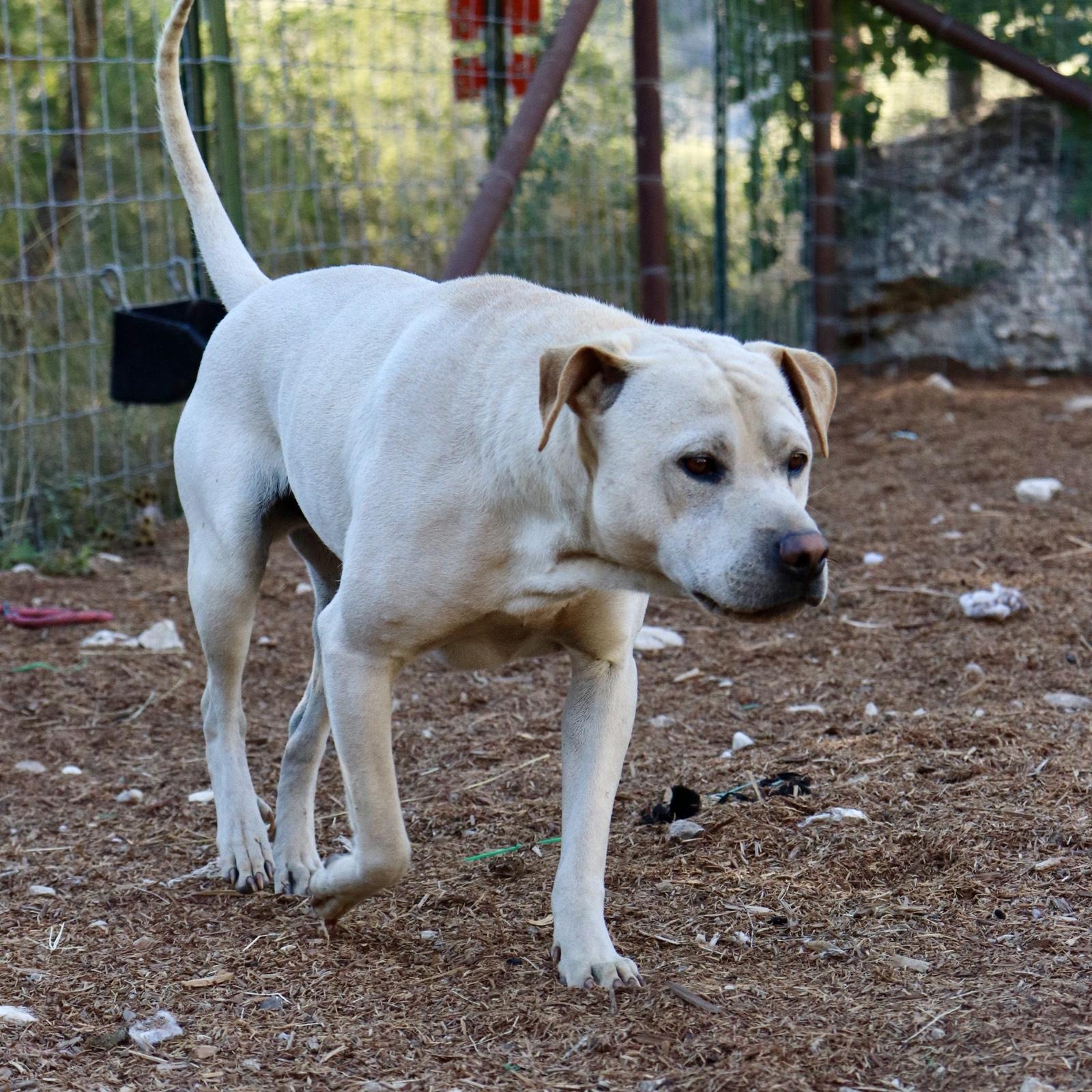 Jody, Adoptable, Adult Male Shar-Pei.