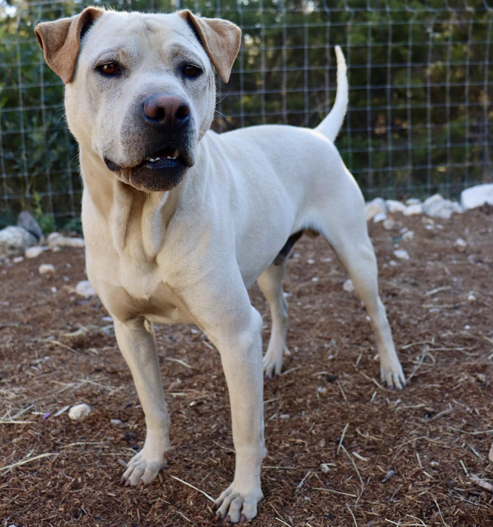 Enlarge Jody, a Adoptable mixed breed in Leakey, TX image 2/6