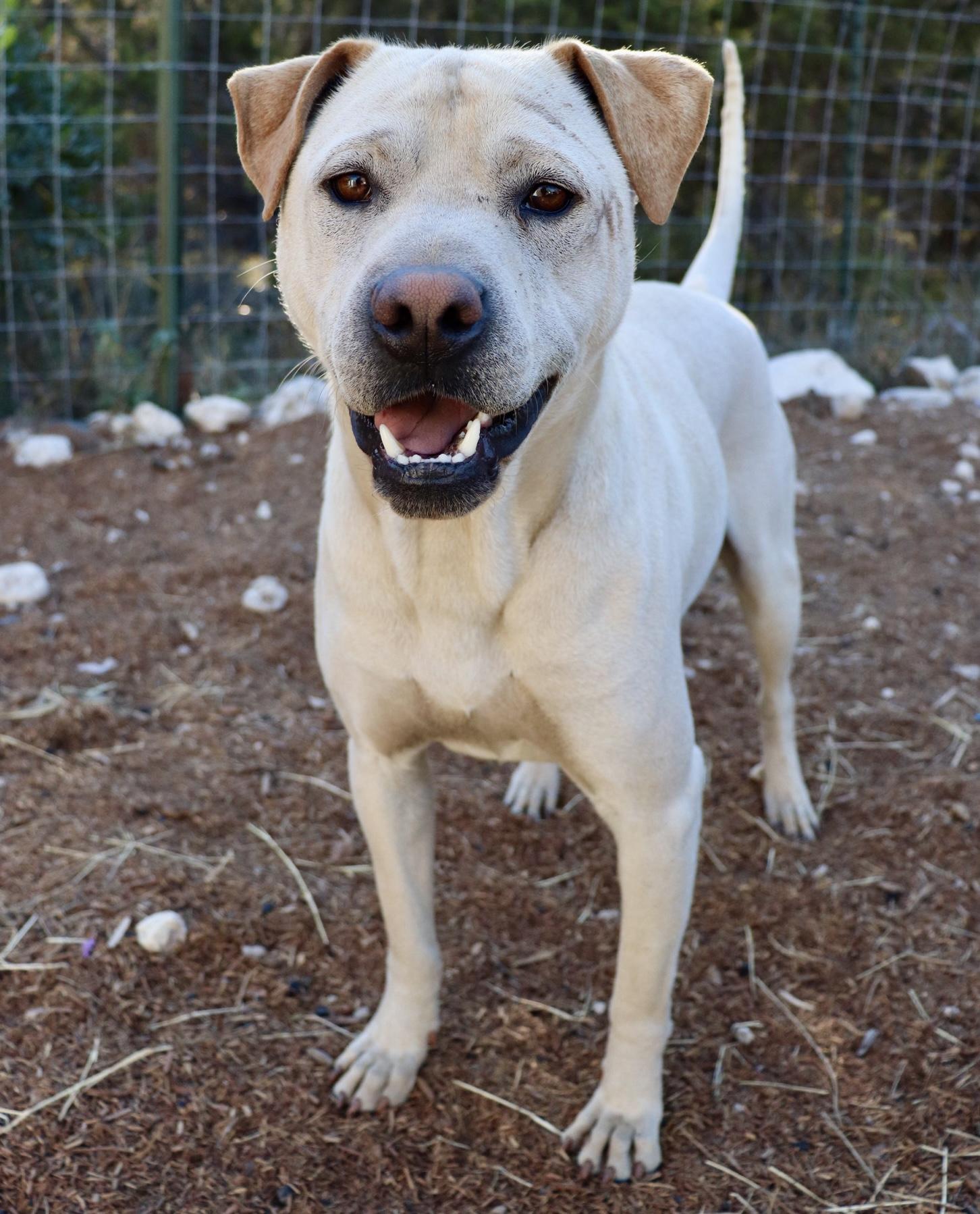 Enlarge Jody, a Adoptable mixed breed in Leakey, TX image 3/6