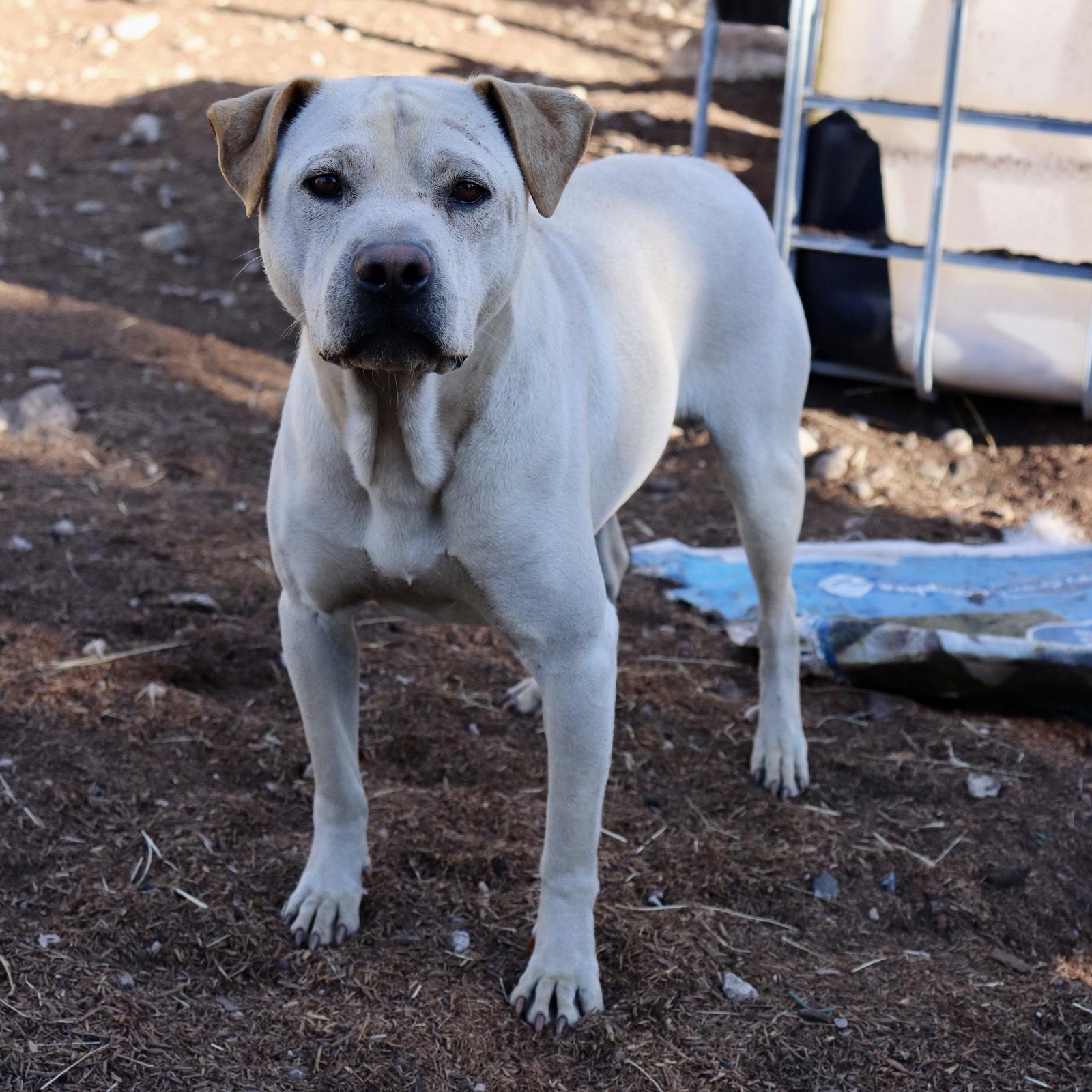 Enlarge Jody, a Adoptable mixed breed in Leakey, TX image 4/6