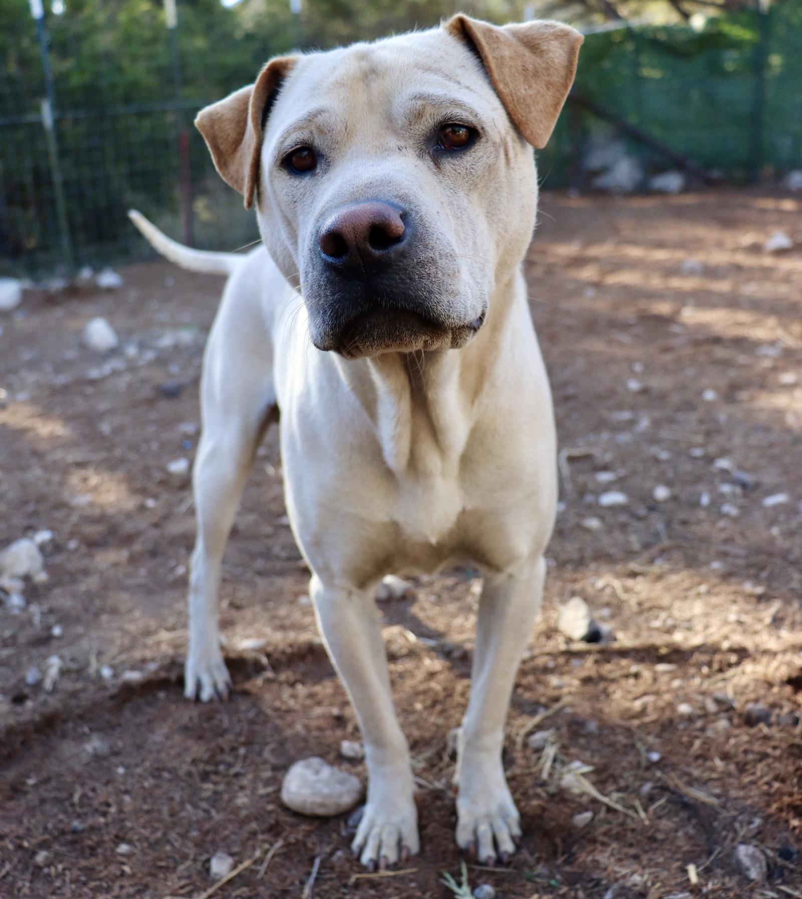 Enlarge Jody, a Adoptable mixed breed in Leakey, TX image 5/6