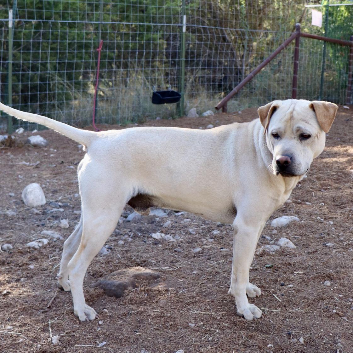 Enlarge Jody, a Adoptable mixed breed in Leakey, TX image 6/6