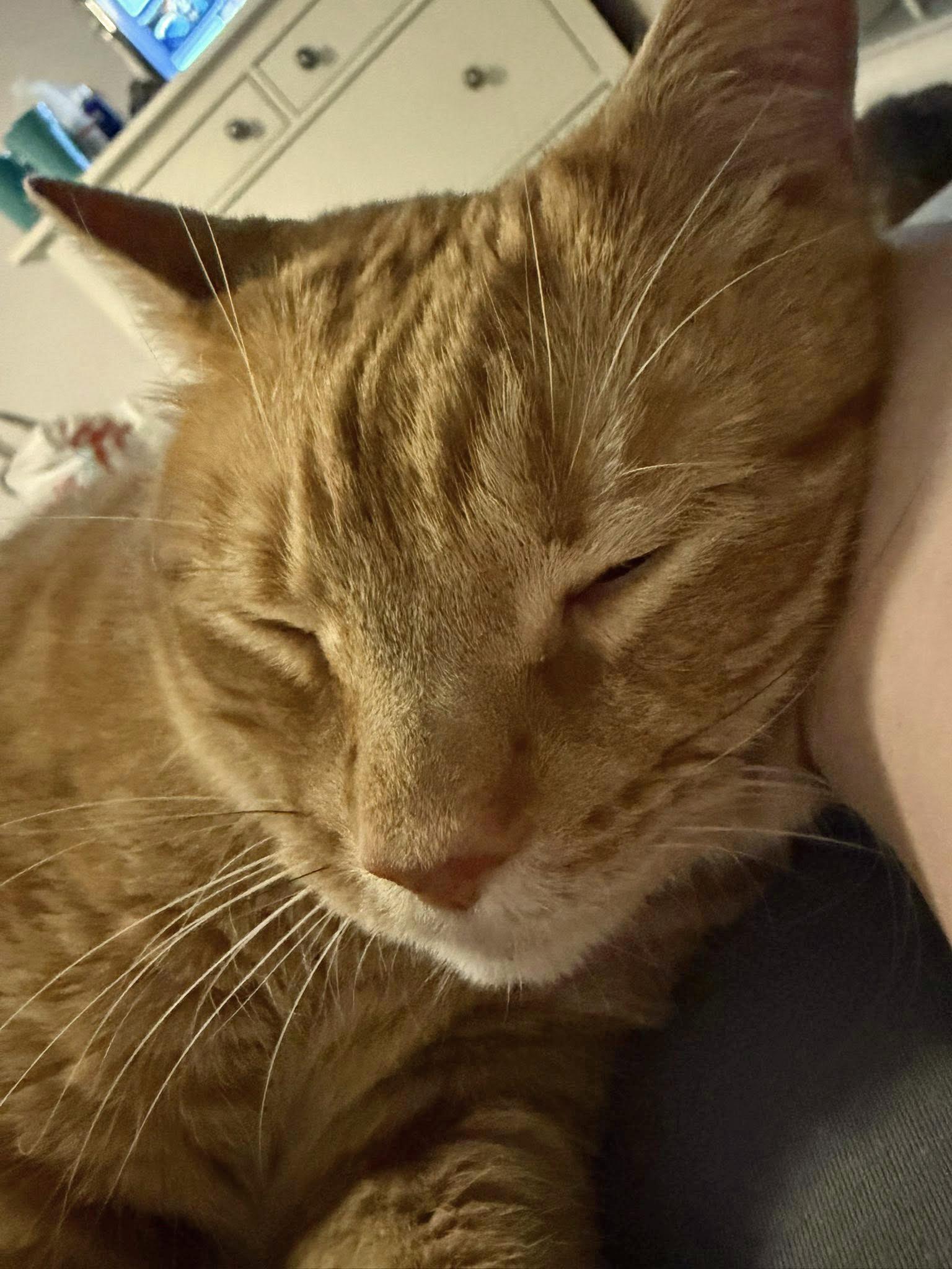 Enlarge Jacques, a ADOPTABLE Domestic Short Hair in Morgantown, WV image 3/3