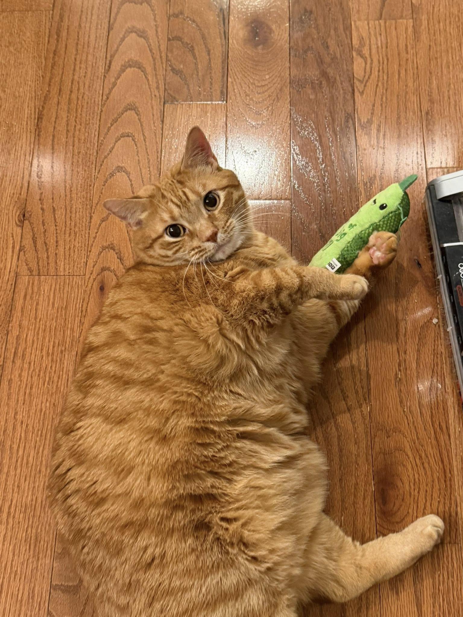 Enlarge Jacques, a ADOPTABLE Domestic Short Hair in Morgantown, WV image 2/3